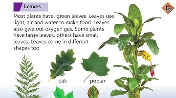Gohar General Knowledge 2|Unit 13|Lec 2|Plants