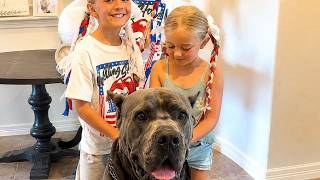 This 120lb Cane Corso CHOSE Two Little Girls — And Never Left Their Side