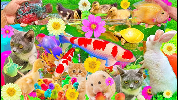 Khám phá thế giới động vật dễ thương: Bắt Mèo, Cua, Rùa, Cá Koi, Cá Vàng, Thỏ, Vịt Con đáng yêu