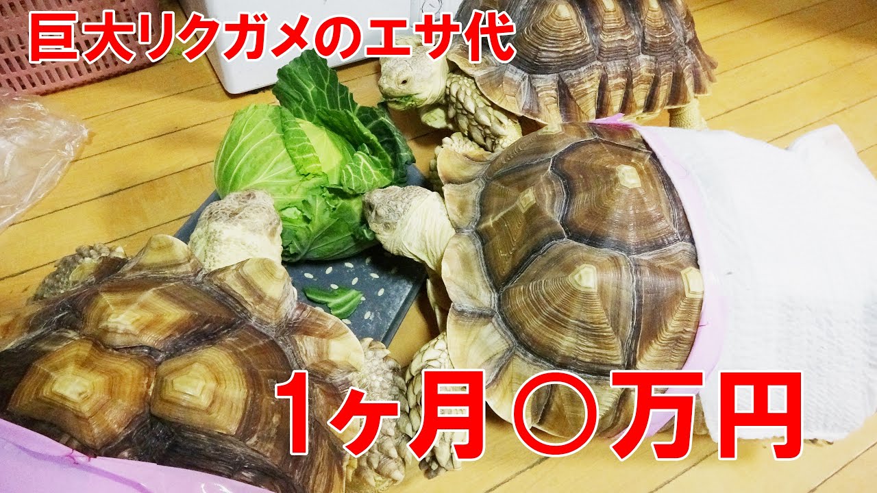 The cost of feeding an African spurred tortoise is XXX million