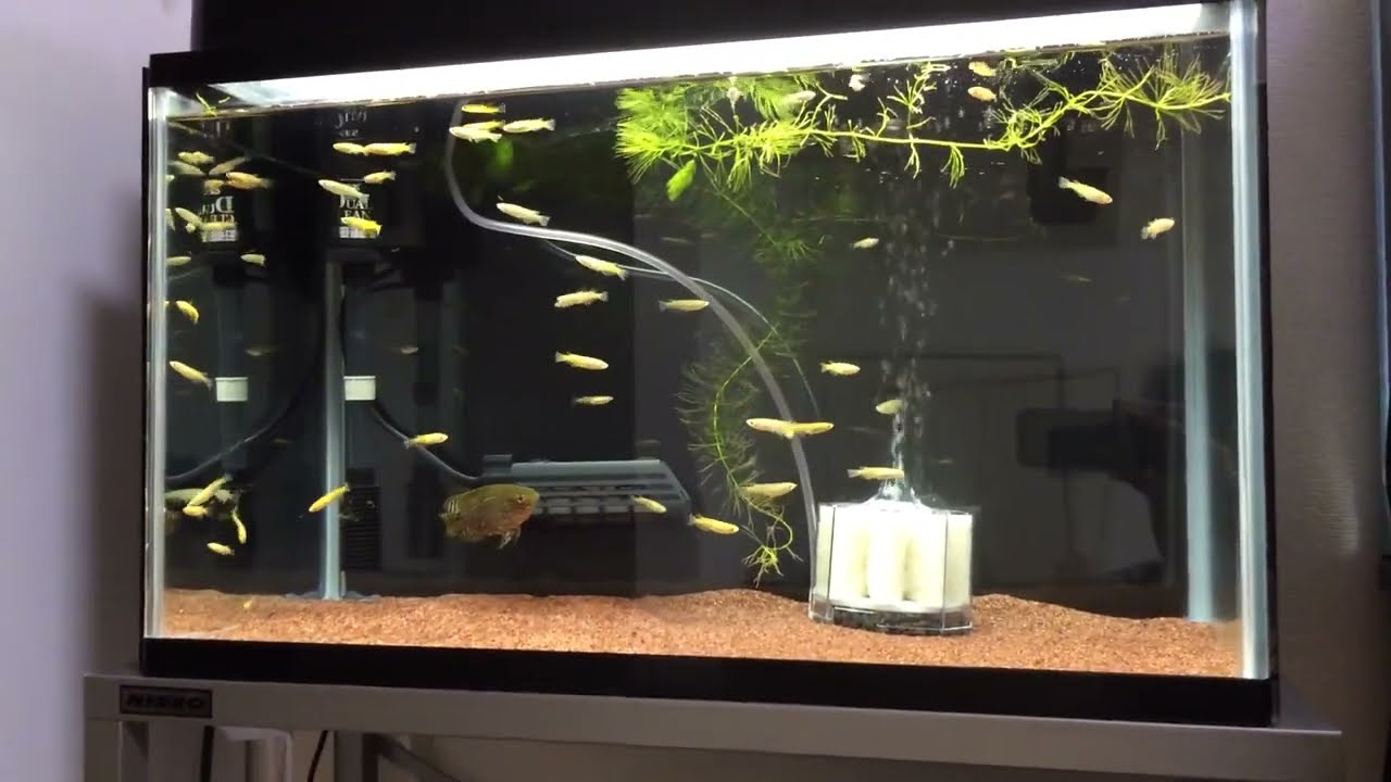 コロンビアオスカー　メダカ捕食シーン