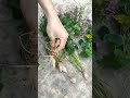 Small Reddish Cutting Skills . Chinese skills . #chineseskills