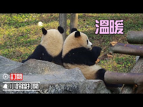 《熊貓早晚安》誰懂！背靠背吃竹子才更香 | iPanda熊貓頻道