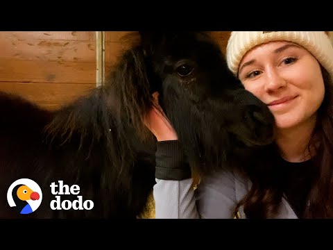 Mini Pony Has The Cutest Way Of Asking For Pets | The Dodo Soulmates