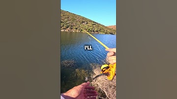 Double Fluke Rig with GULP Minnows! (Donkey Rig) #fishing #fishingvideo