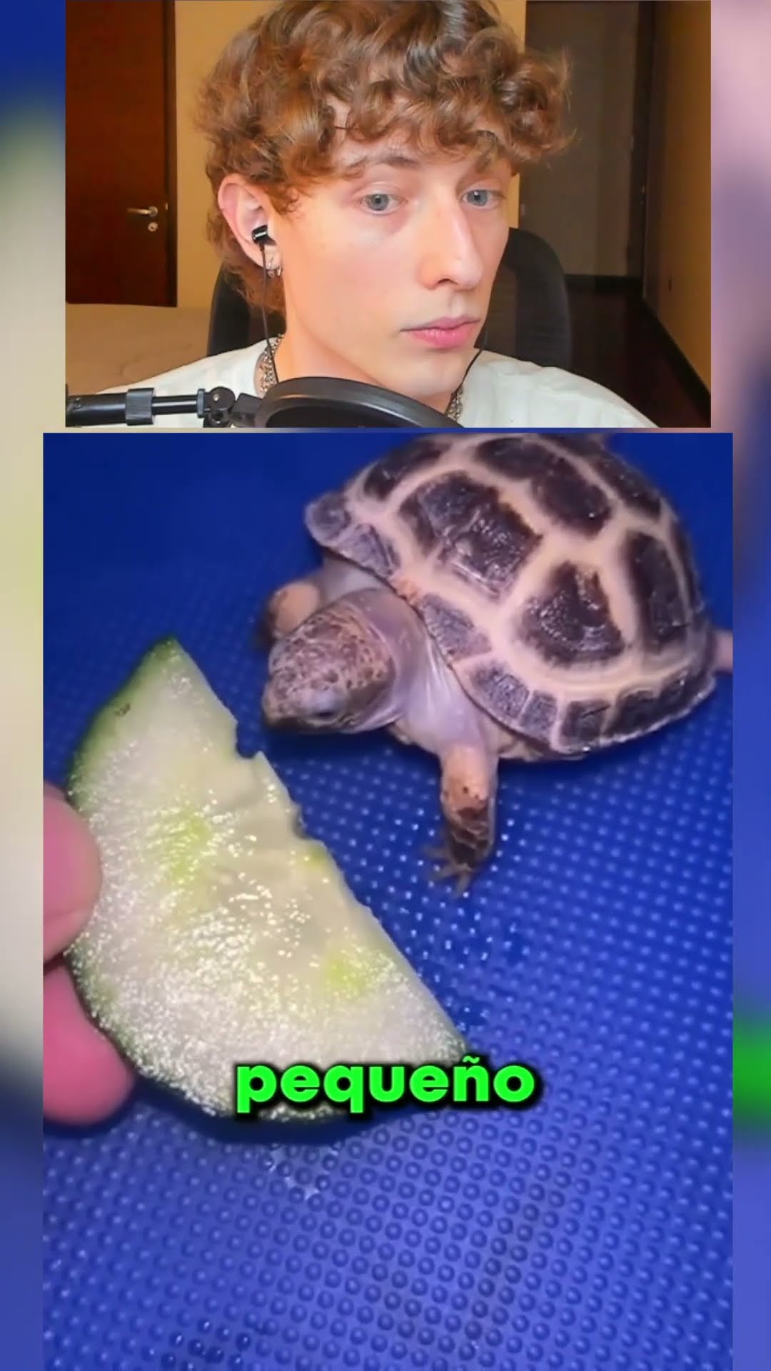 La TORTUGA ASMR?