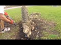 Stump Removal By Hand And 20 Ton Hydraulic Jack