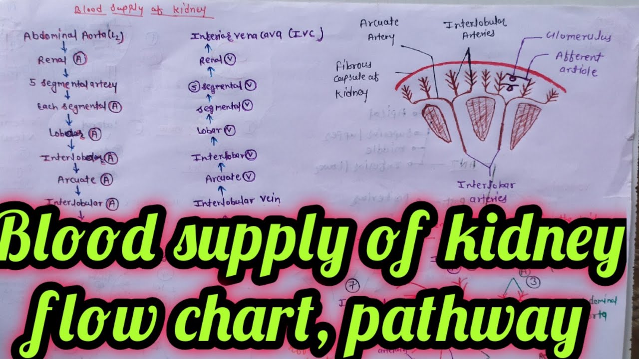 blood supply of kidney blood supply of kidney!! flowchart
