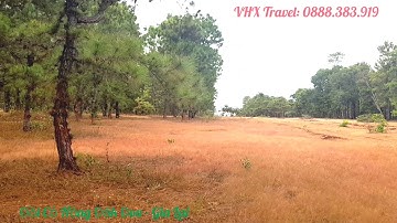 Đồi Cỏ Hồng (Gia Lai) - Thiên đường chụp hình sống ảo