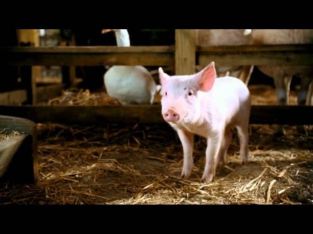 Watch film Charlotte's Web | Паутина Шарлотты - Trailer