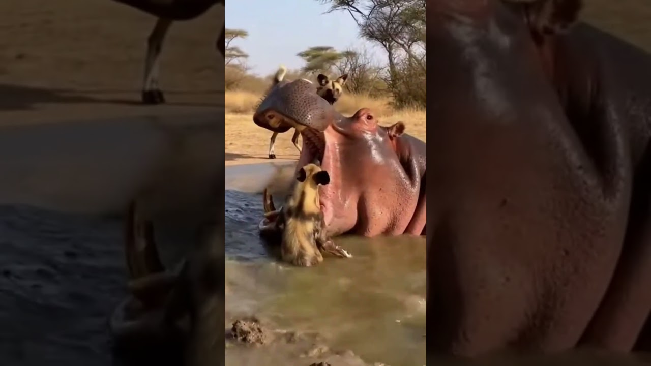 Baby Hyena Made a Fatal Mistake… Hippo Charges 😳