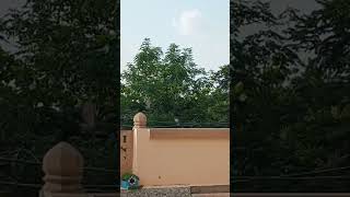 Good Evening Everyone 🕊️🐿️🌲🌄#shorts #ytshorts #evening #Nature #birds #livestream #Live#virulshorts