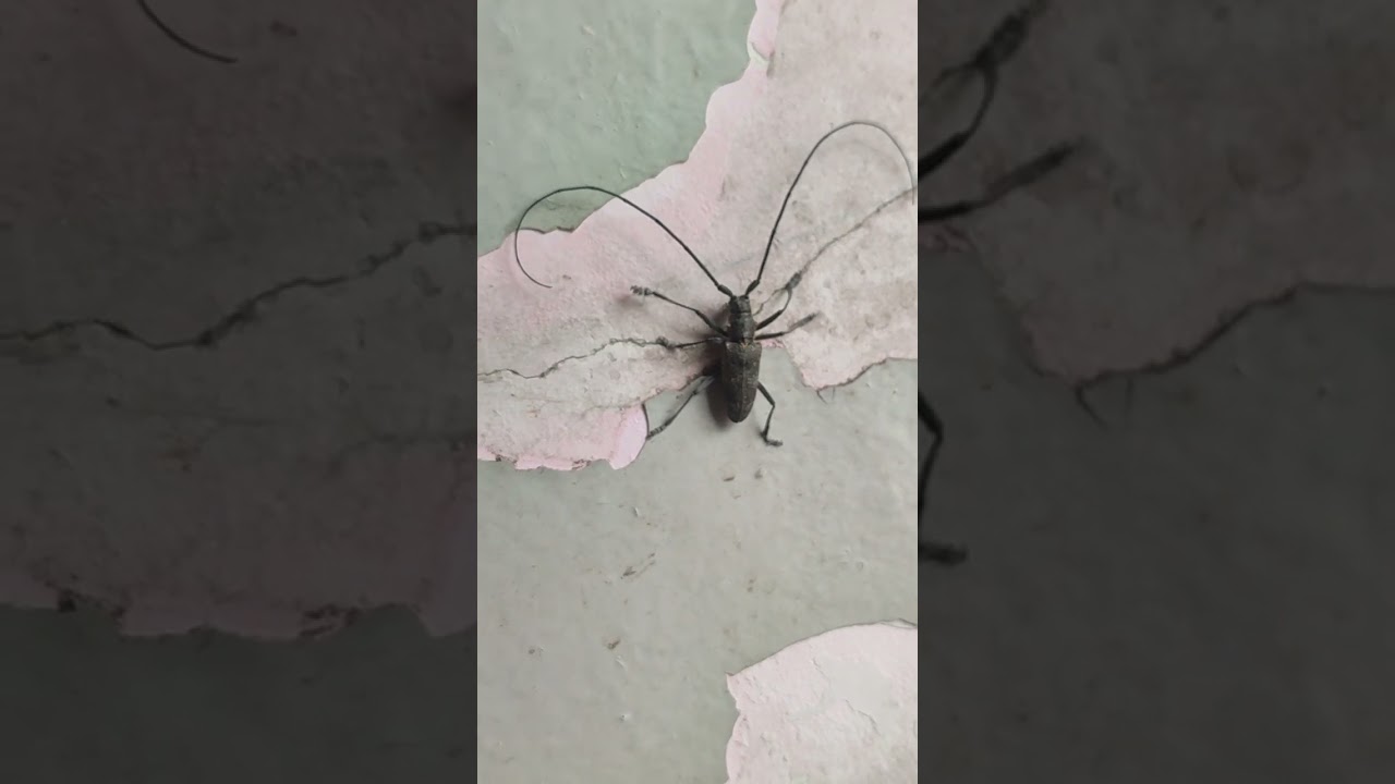 Не просто жук 