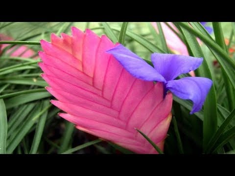 Vídeo: Aechmea Bromeliad Care: consells per fer créixer una planta de Aechmea Bromeliad