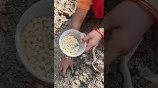 ||My Farm||matar grow 🪴#gardening#viral video#trending