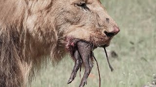 Incredible Moments Of Predators Hunting Baby Animals
Incredible Moments Of Predators Hunting Baby Animals and Merciless Predators Hunting Baby Animals. We’ve all had a moment in our life where we were stressed or feeling super low on energy, but then a random video of some animal came across our feed, and it instantly brightened our day. But mother nature is not always so beautiful. Welcome back, guys, and I hope you are doing amazing. In this video, we will talk about some incredible moments captured on camera where predators can be seen hunting baby animals ruthlessly.
#animals #predator #top10world Incredible Moments Of Predators Hunting Baby Animals