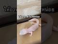 #fattailedgecko #gecko #fattailgecko #ตุ๊กแกหางอ้วน #ตุ๊กแก #reptiles