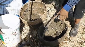 về miền quê xem  tát mương bắt cá ở mương quê nhà