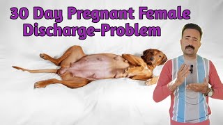 30 Days Pregnant Dog Discharge – Normal or Dangerous