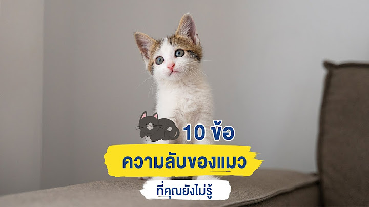 10  ความลับของแมวที่คุณยังไม่รู้ l Captain Quint's Paradise