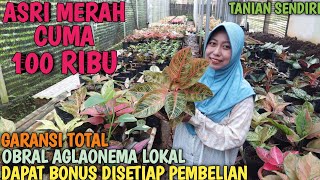 OBRAL AGLAONEMA 10 FEBRUARI 2026 | TANIAN SENDIRI | 100% AMANAH | GARANSI TOTAL ❗️