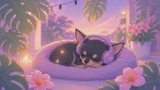 Window Seat Study Session With My Chihuahua 🐶🪟 - Daydream Windows