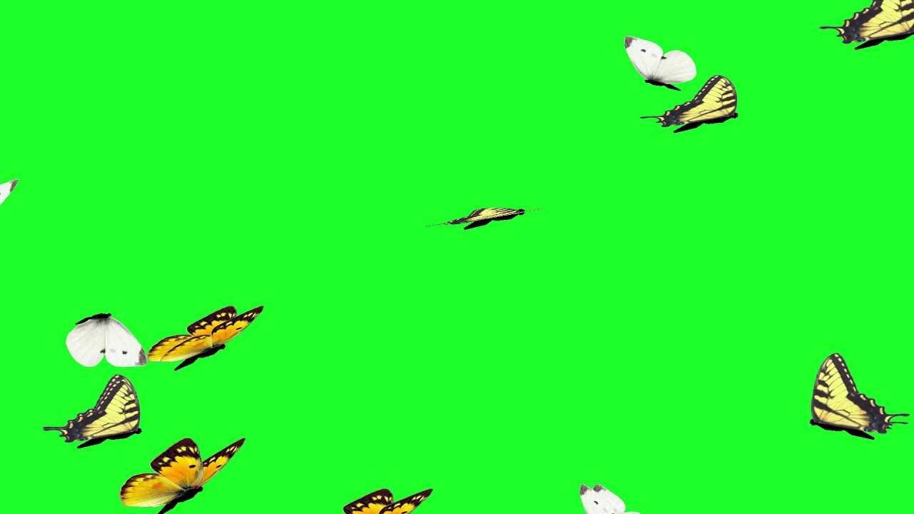 butterfly || green screen video || butterfly green screen || green screen background || butterfly