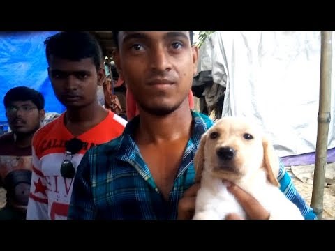 puppy paradise Everyone Get Their Favourite Puppy At Galiff Street Pet Market
