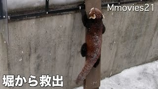 Rescue the Red Panda 堀に下りたレッサーパンダ 飼育員さんが呼び戻す