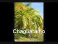 Arreglo al Piano: Pajarillo Recio