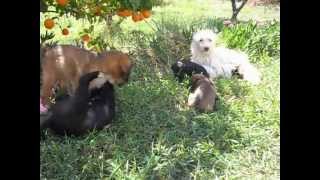 Sandy & pups lying in the grass with Violet and Lotus.