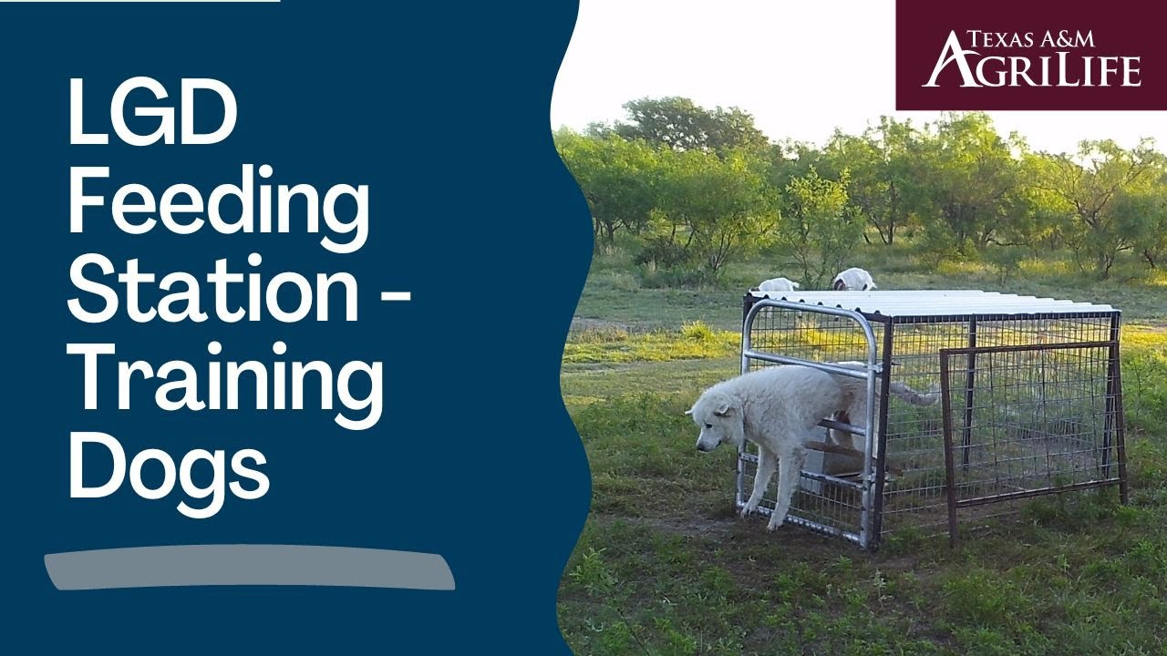 LGD Feeding Stations Training Dogs YouTube