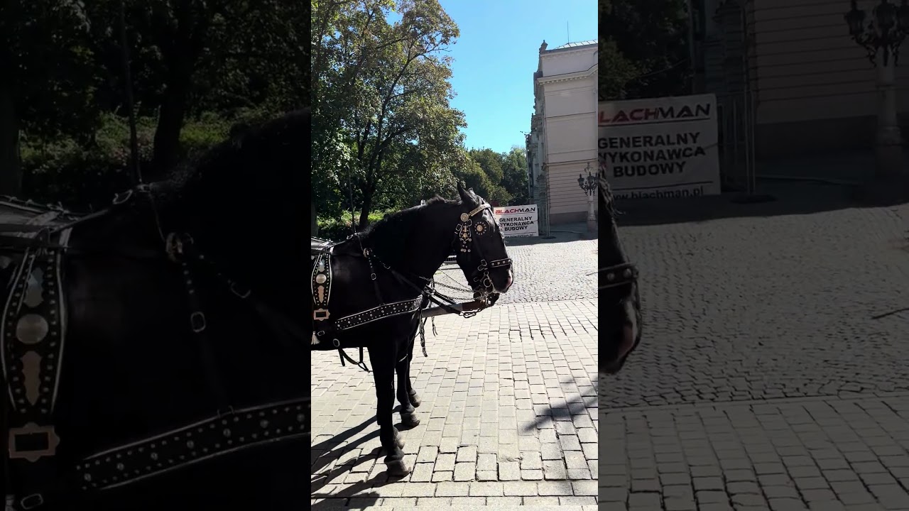 Horse Carriage,Old Town, Poland 🇵🇱  