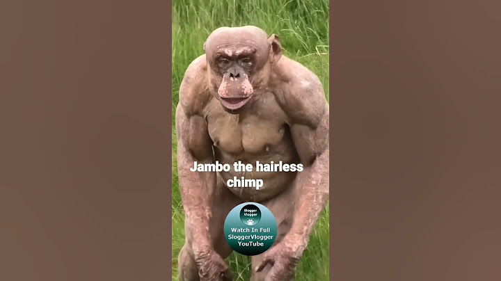 Jambo the hairless chimp #shorts #HairlessChimp
