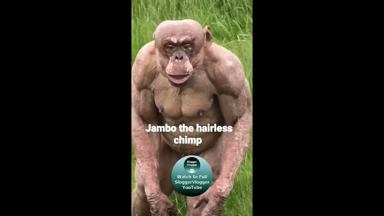 Jambo le chimpanz sans poil  shorts  ChimpanzSansPoil