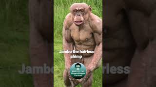 Jambo the hairless chimp #shorts
