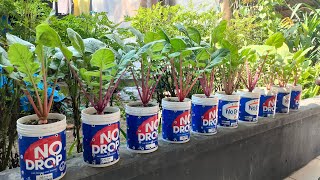 menanam lobak merah di balkon rumah sangat mudah || plant red radish on the balcony of the house