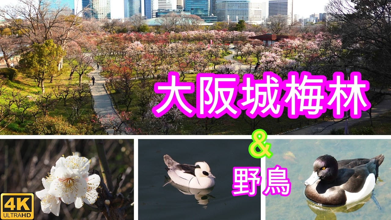 大阪城梅林へ観梅とミコアイサの観察にいってきました。
