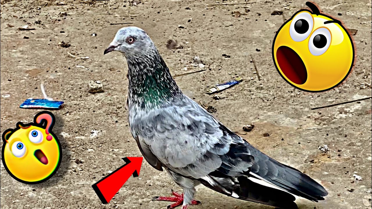 Bhura kabootar pakda 😍 || New kabutar pakda || 