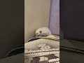 Мурочка творческая крыса. #rats #крысы