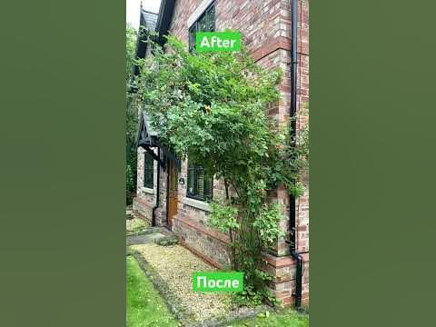 Как подвязать розу, растения, цветы? How to tie a rose, plants, flowers ...