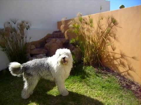 BINGO QUIERE SU COCO