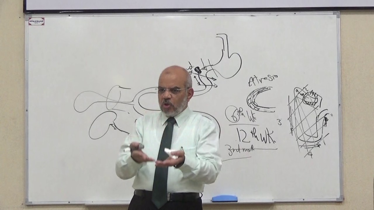 module-d-development-of-mid-gut-and-hind-gut-only-mid-gut-youtube