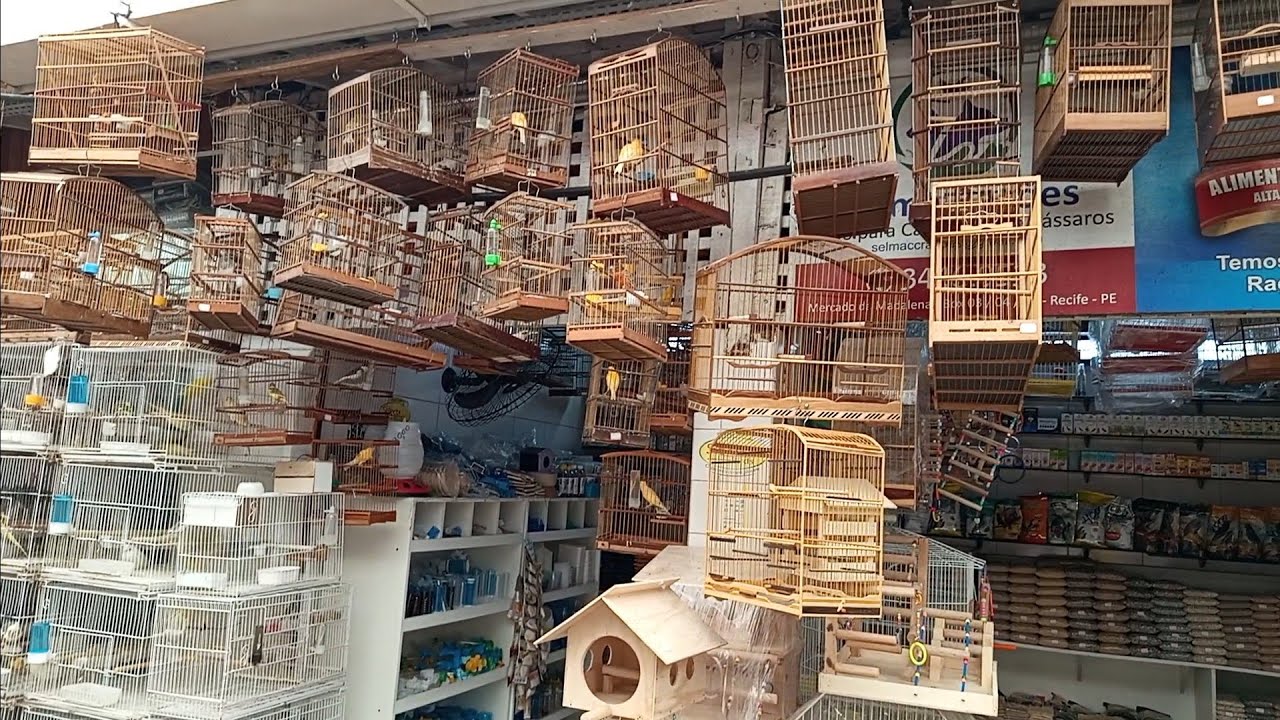 # PÁSSAROS, # GAIOLAS, # ACESSÓRIOS NO # MERCADO DA MADALENA # RECIFE/PE!! 