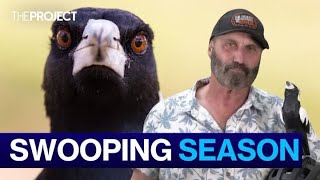 How To Survive Australia's Magpie Swooping Season - YouTube
