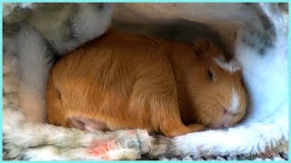 Cute guinea pig naps