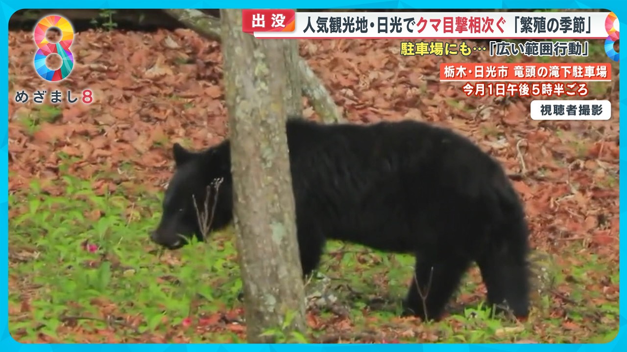 日光 熊 情報