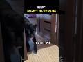 絶対に怒らせてはいけない猫(黒豹)