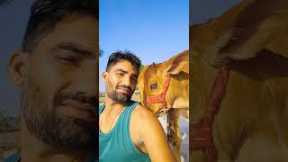 गौ माता के लाडले कौन कौन है | Cow Lover | #cow #cowvideos #shorts #youtube #viral #tranding @uniqe