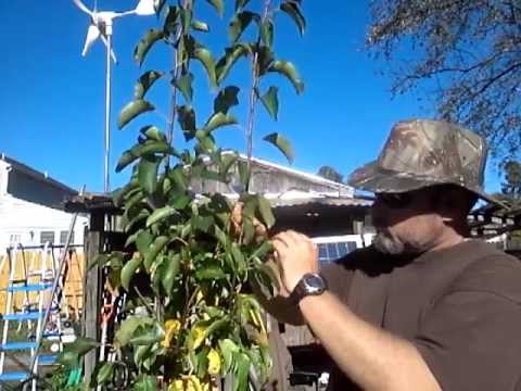 How to Prune a Pear Tree and  Propagation of the cuttings